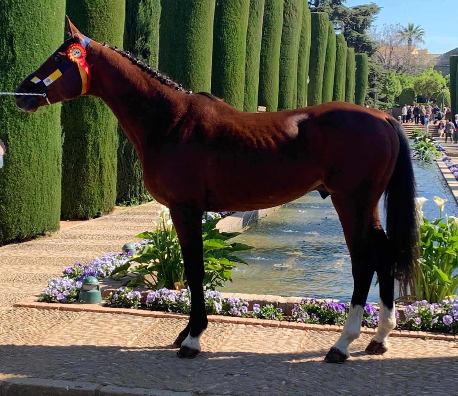 Ejemplar en los jardines del Alcázar de Córdoba