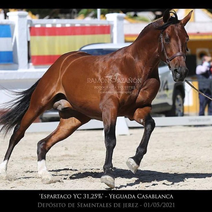 Espartaco YC en movimiento